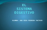 El Sistema Digestivo2