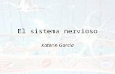 El sistema nervioso (Parte 1)