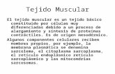 Histología: Tejido Muscular