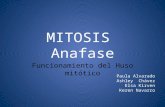Mitosis Anafase huso mitótico -