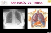 3 Anatomia y Rx Pulmón
