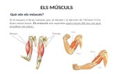 Músculs. 1 slide share
