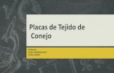 PLACAS HISTOLOGICAS-TEJIDO DE CONEJO