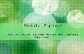 Médula Espinal - UAI