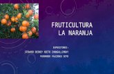 Fruticultura Naranja