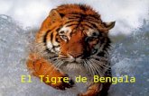 El tigre de bengala acabat