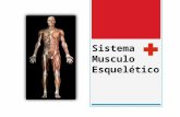 Sistema Musculo Esquelético