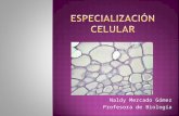 Tejidos, especialización celular
