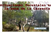 Actuaciones Forestales en la Carrasca