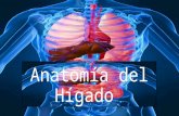 Anatomía del hígado