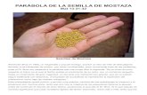 Parabola grano de mostaza