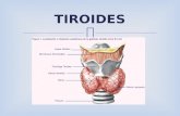 Tiroides anato (1)