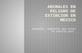 Animales en peligro de extincion en mexico