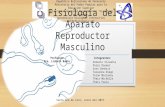 Fisiologia Aparato Reproductor Masculino