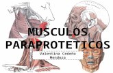 Músculos paraprotéticos