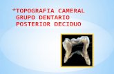 Topografia cameral-grupo-dentario-posterior-deciduo