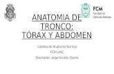 Anatom­a del Tronco: T³rax y Abdomen