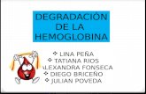 DEGRADACIÓN DE LA HEMOGLOBINA