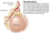Histofisiología de los testiculos