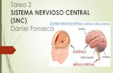 Tarea 2 sistema nervioso  Daniel Fonseca