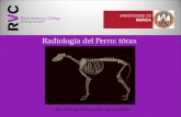 radiologia veterinaria Torax