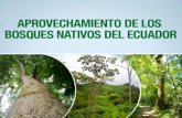 Enlace Ciudadano Nro 334 tema:  bosques nativos del Ecuador