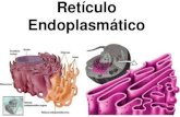 Retículo Endoplasmatico
