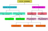 Giza genoma