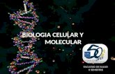 Celula   musculo - virus - bacterias