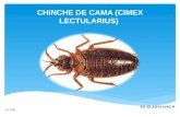 Chinche de cama (cimex lectularius) (3)