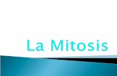La mitosis (2)