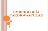 Embriologia Cardiovascular CURN