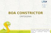 Boa constrictor- Biología del Desarrollo