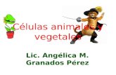 Células animales y vegetales 5to