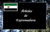 Arboles de Extremadura