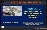 Cultivar La Seta de Cardo en su hábitat natural (Pleurotus Eryngii)