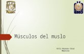 Músculos Del Muslo