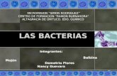 Reflexion Sobre Las Bacterias