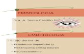 Embriologia Del Ojo Futura Medica