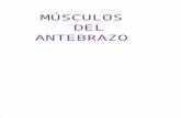 Expo Musculos Antebrazo