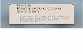 Presentacion de Ingles Male Reproductive System Completo