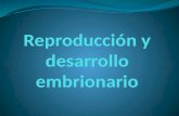 Reproducción y desarrollo embrionario humano