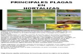 PRINCIPALES PLAGAS HORTALIZAS TRABAJO - copia.pptx