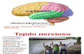 Clase Cerebro y Embriologia