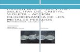 Acción Bacteriostática Selectiva Del Cristal Violeta