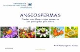 Angiosperma Flor - Público (1)