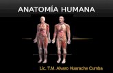 Anatomía Humana Miembro Inferior