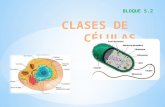 CLASES DE  CÉLULAS BLOQUE 5,2.pptx