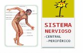 Sistema Nervioso - Anatomía