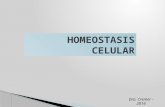 Homeostasis Celular 14